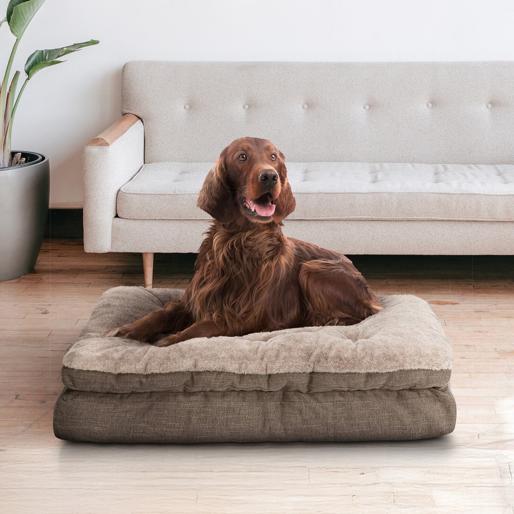 Stock photo - lifestyle with dog